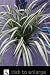 Flax Yellow Wave, Five Gallon Container