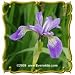 Wild Blue Iris (Iris missouriensis) Jumbo Wildflower Seed Packet (100)