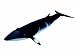 Schleich Minke Whale