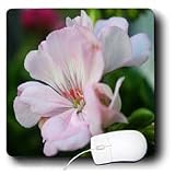 WhiteOak Photography Floral Prints - Delicate Light Pink Geranium - Mouse Pads