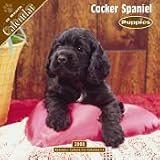 2008 Puppies : Cocker Spaniel 2008 16 Month Wall Calendar **IN STOCK NOW**
