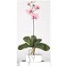 Light Pink Mini Phalaenopsis Silk Orchid Flower w/Leaves (6 Stems)