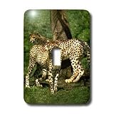 Wild animals - Cheetah - Light Switch Covers - single toggle switch