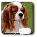 Dogs Cavalier King Charles Spaniel - Cavalier King Charles Spaniels - Mouse Pads Image