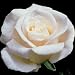 Rose Plants - Rosa Full Sail