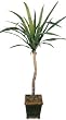 5' Artificial Dracaena Plan