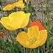 Organic Iceland Poppy 150 Seeds