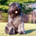 Bouvier des Flandres 2009 Wall Calendar
