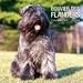 Bouvier des Flandres 2009 Wall Calendar