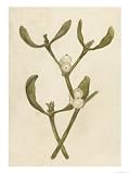 Parasitic Evergreen Plant That Attaches Itself to Trees Art Giclee Poster Print, 18x24