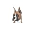 Boxer Christmas Ornament for Dog Lovers