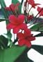 Potted Plumeria Plant - Select Reds - 15-18" plant