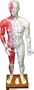 Acupuncture Human Body Model 84cm