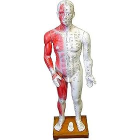 Acupuncture Human Body Model 84cm