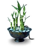 Bamboo Forest Fountain