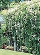 Silver Lace Vine One Gallon Plant