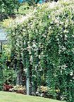 Silver Lace Vine One Gallon Plant