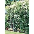 Silver Lace Vine One Gallon Plant