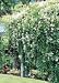 Silver Lace Vine One Gallon Plant