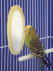 Cuttlebone & Mineral Treat - BANANA FLAVORED CUTTLEBONE TREAT 2" X 5"