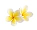 Two Frangipani Flowers Isolated on White - 24