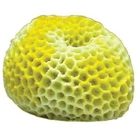 Blue Ribbon Brain Coral Yellow