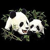 Panda Adult Sweatshirt