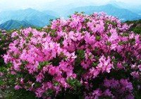 Grow Your Secret Garden Royal Azalea Seeds- Blooming Shrub
