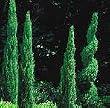 Dwarf Italian Cypress Two Gallon "Tiny Towers"