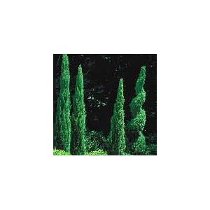 Amazon.com: Dwarf Italian Cypress Seven Gallon "Tiny Towers": Home ...