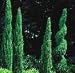 Dwarf Italian Cypress Five Gallon Image