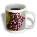 True bug eggs on wild flower.They always lay eggs on floating plant parts,like leaves or this flower - 11oz Mug