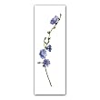 Chicory, German School, circa 1790 - Double-sided Bookmark