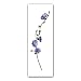Chicory, German School, circa 1790 - Double-sided Bookmark