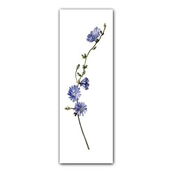 Chicory, German School, circa 1790 - Double-sided Bookmark
