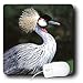 Birds - Crowned Crane - Mouse Pads Image