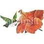 Hummingbird & Flower Adult T-Shirt