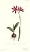 Ixia Latifolia Var. Latifolia Art Poster Print by Sydenham Teast Edwards, 5x9