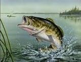 Tuftop Tempered Glass Kitchen Board, Wildlife Collection - Bass