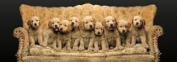 Keith KimberlinIn Good Company Dog Jigsaw Puzzle 1000pc