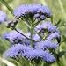 Mistflower (Eupatorium coelestinum) - Jumbo Wildflower Seed Packet