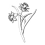 Daffodil Brooch
