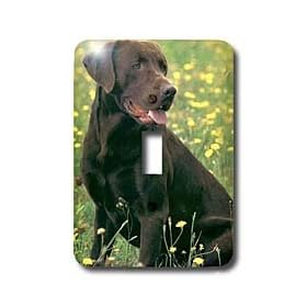 Dogs Labrador Retriever - Chocolate Labrador Retriever - Light Switch Covers - single toggle switch