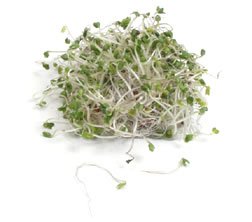 Sprouting Broccoli Dicicco Great Heirloom Vegetable 500 Seeds