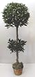 5' Double Bay Leaf Topiary