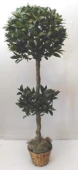 5' Double Bay Leaf Topiary