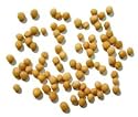 Mustard Seed Yellow Organic