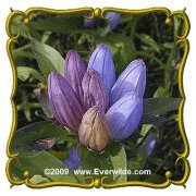 Everwilde Farms Inc. 