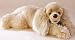 Plush Super Copper Cocker Spaniel 28