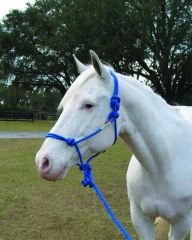 Hamilton Knotted Style Rope Horse Halter and Lead, Average (800-1100 lbs), Blue